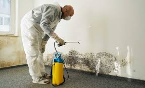 Professional Mold Remediation in Joseph City, AZ